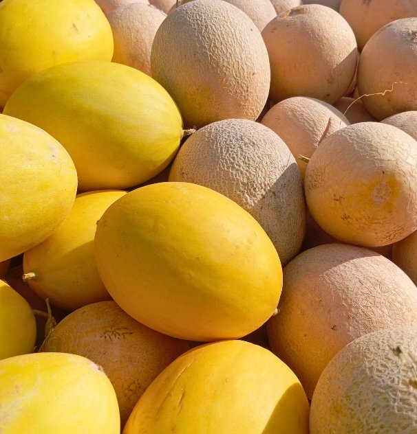 Fresh Melon