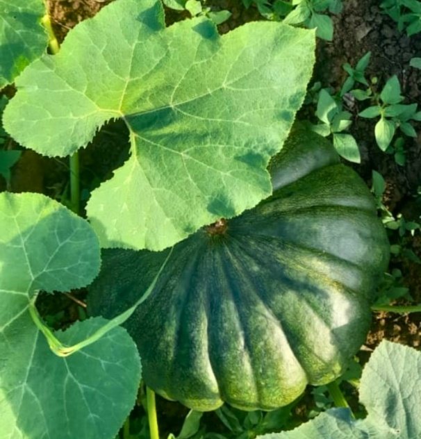 Fresh Pumpkin & Kabocha Squash for Export Markets